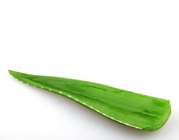 Aloe vera - imagen en color —  Fotos de Stock