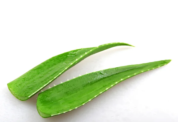 Aloe vera - kolor obrazu — Zdjęcie stockowe