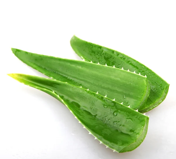 Aloe vera - renkli görüntü — Stok fotoğraf