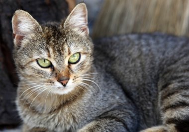 gri kedi - renkli görüntü