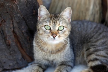 gri kedi - renkli görüntü
