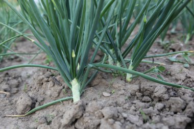 yeşil soğan - renkli görüntü