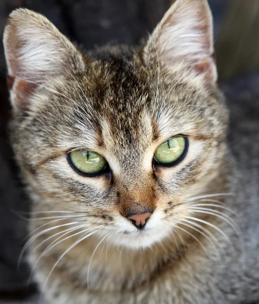 Grijze Kat Kleurenafbeelding — Stockfoto