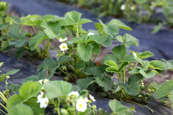 Blooming strawberries - Color Image — Stock Photo, Image