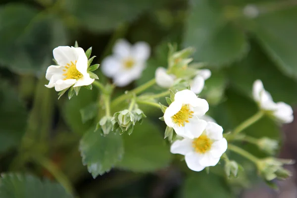 Bloeiende aardbeien - kleurenafbeelding — Stockfoto