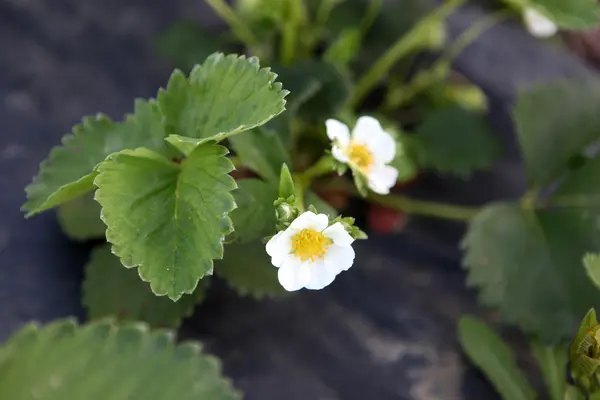 Blooming Strawberries Color Image — Stock Photo, Image
