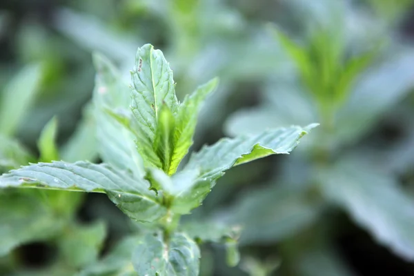 Gambar Close Daun Spearmint Segar — Stok Foto