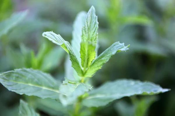 Gambar Close Daun Spearmint Segar — Stok Foto