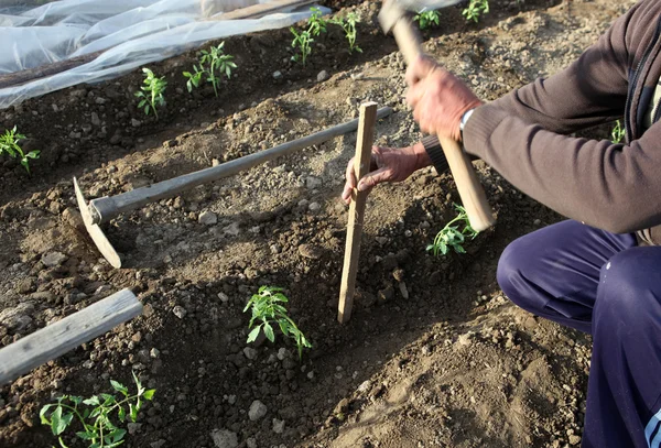 Hombre Trabajando Jardín — Foto de Stock