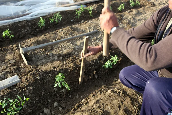 Hombre Trabajando Jardín — Foto de Stock