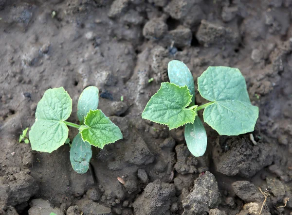 Seedlings of cucumbers - color image — Stock Photo, Image