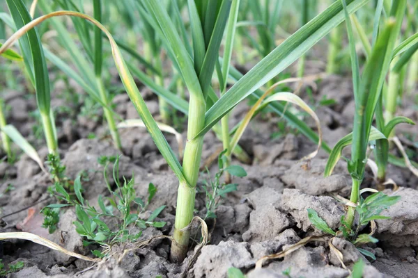 Grüner Knoblauch Farbbild — Stockfoto