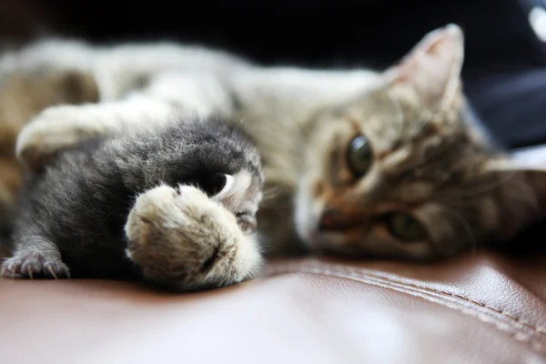 Mamma Katt Och Hennes Kattunge Färgbild — Stockfoto