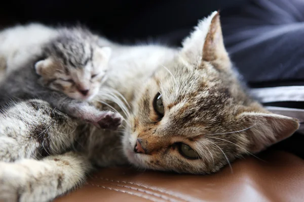 Mother cat and her kitten -color image Stock Photo