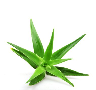 aloe vera bitkisi beyaz üzerine izole