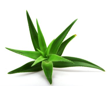aloe vera bitkisi beyaz üzerine izole