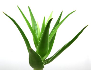 aloe vera bitkisi beyaz üzerine izole.