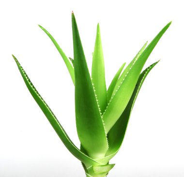 aloe vera bitkisi beyaz üzerine izole.