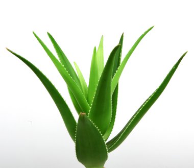 aloe vera bitkisi beyaz üzerine izole.