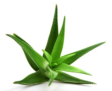 aloe vera bitkisi beyaz üzerine izole.