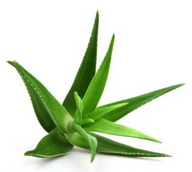 aloe vera bitkisi beyaz üzerine izole.