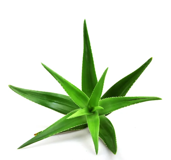 Planta Aloe Vera Isolado Branco — Fotografia de Stock