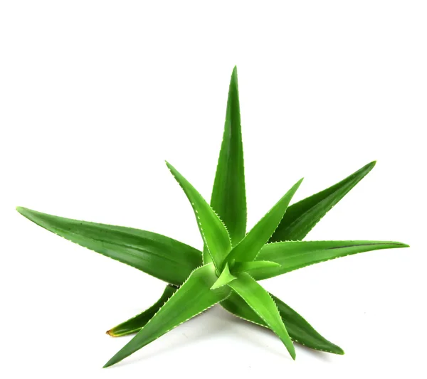 Aloe vera növény izolált fehér — Stock Fotó