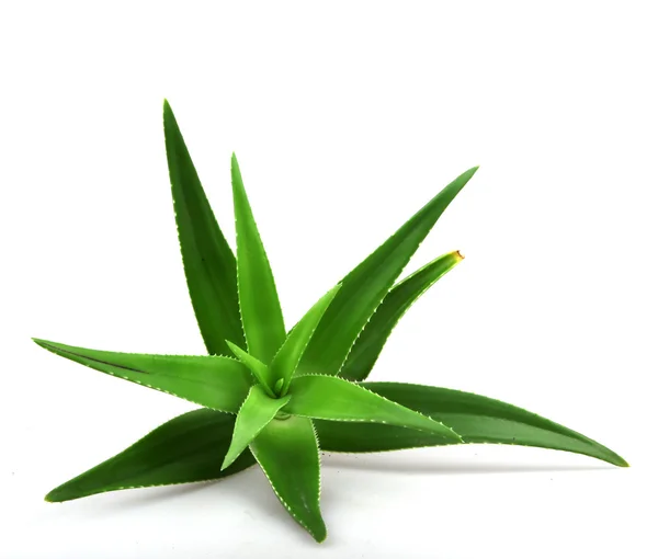 Aloe Vera Növény Izolált Fehér — Stock Fotó