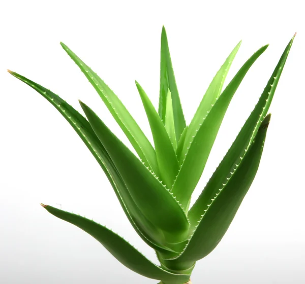 Pianta Aloe Vera Isolata Bianco — Foto Stock