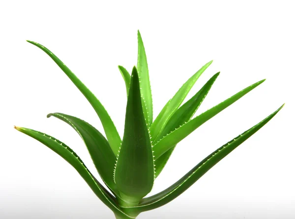 Aloe Vera Növény Izolált Fehér — Stock Fotó