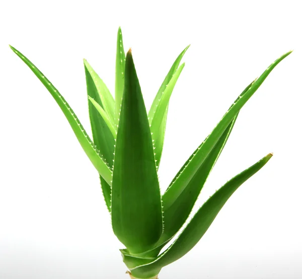 Aloe Vera Növény Izolált Fehér — Stock Fotó