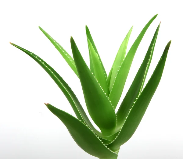 Aloe Vera Rostlina Izolované Bílém — Stock fotografie