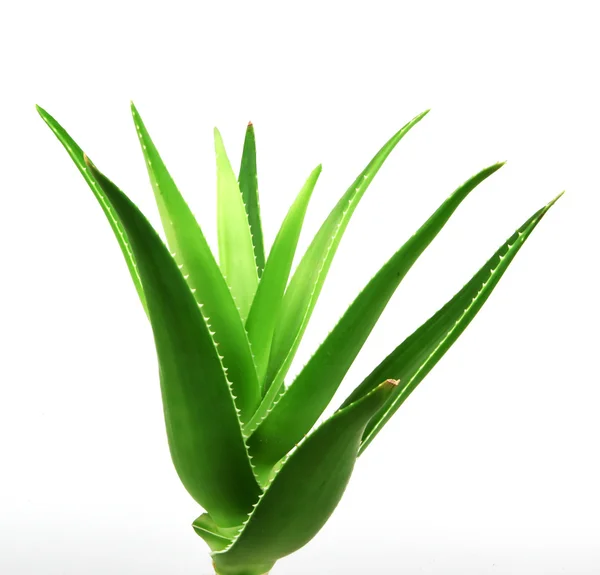Tumbuhan Vera Aloe Terisolasi Atas Putih — Stok Foto