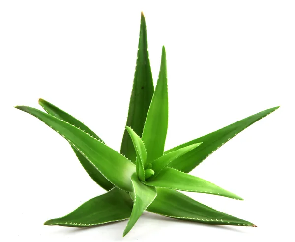 Aloe vera bitkisi beyaz üzerine izole — Stok fotoğraf