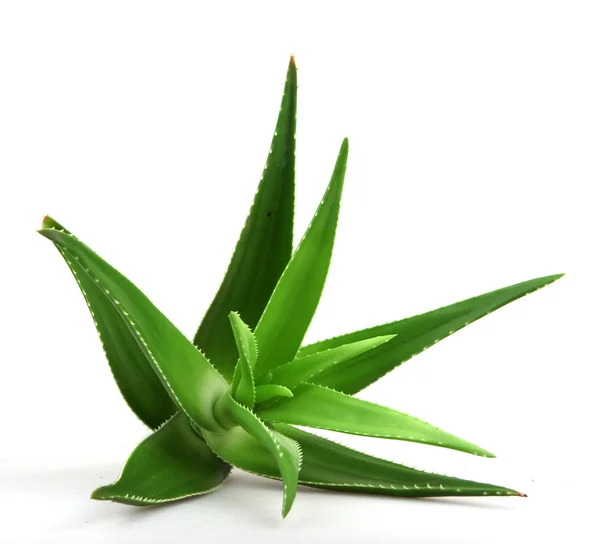 Aloe Vera Växt Isolerad Vit — Stockfoto