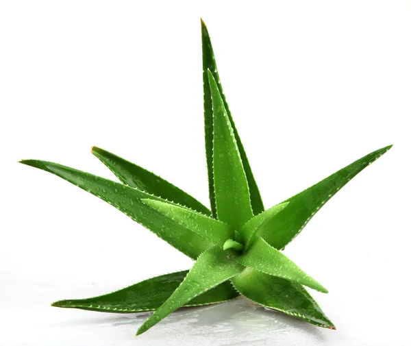 Planta Aloe Vera Isolado Branco — Fotografia de Stock