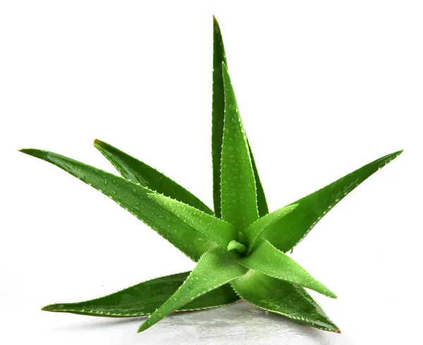 Aloe Vera Pflanze Isoliert Auf Weiß — Stockfoto