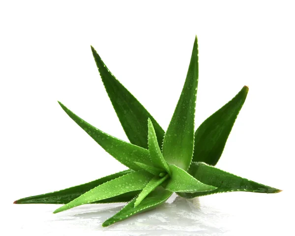 Planta Aloe Vera Isolado Branco — Fotografia de Stock