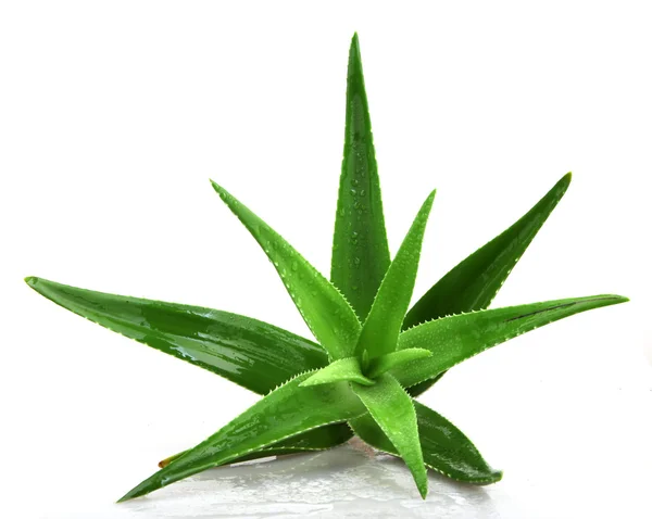 Pianta Aloe Vera Isolata Bianco — Foto Stock