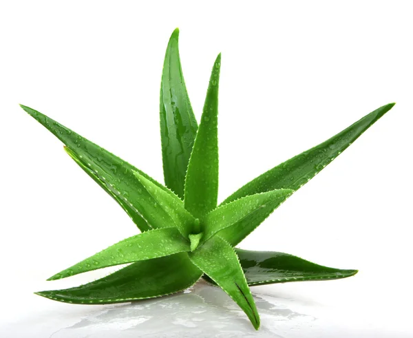 Planta Aloe Vera Isolado Branco — Fotografia de Stock