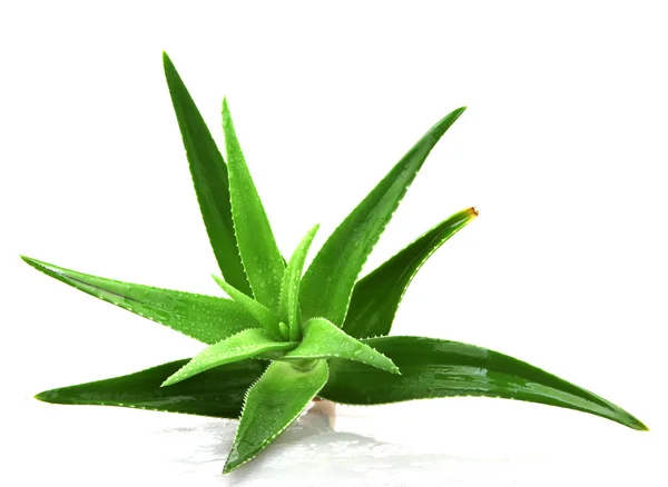 Planta Aloe Vera Aislada Blanco — Foto de Stock
