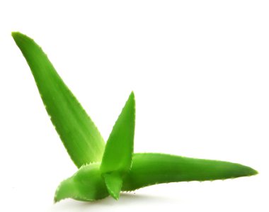 aloe vera bitkisi beyaz üzerine izole