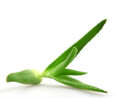 aloe vera bitkisi beyaz üzerine izole