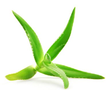aloe vera bitkisi beyaz üzerine izole