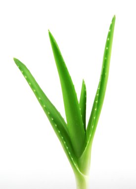 aloe vera bitkisi beyaz üzerine izole