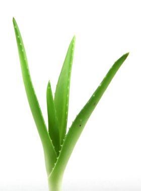 aloe vera bitkisi beyaz üzerine izole