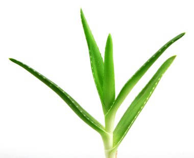 aloe vera bitkisi beyaz üzerine izole