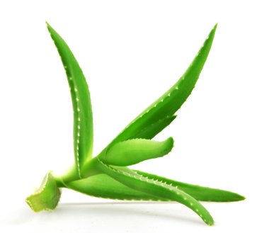 aloe vera bitkisi beyaz üzerine izole