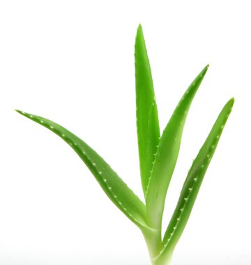 aloe vera bitkisi beyaz üzerine izole