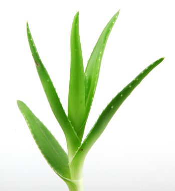 aloe vera bitkisi beyaz üzerine izole